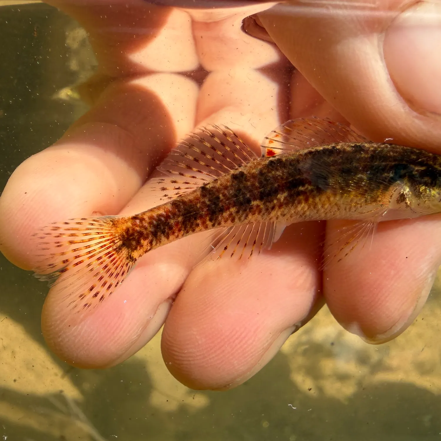 The most recent Mud darter catches on Fishbrain