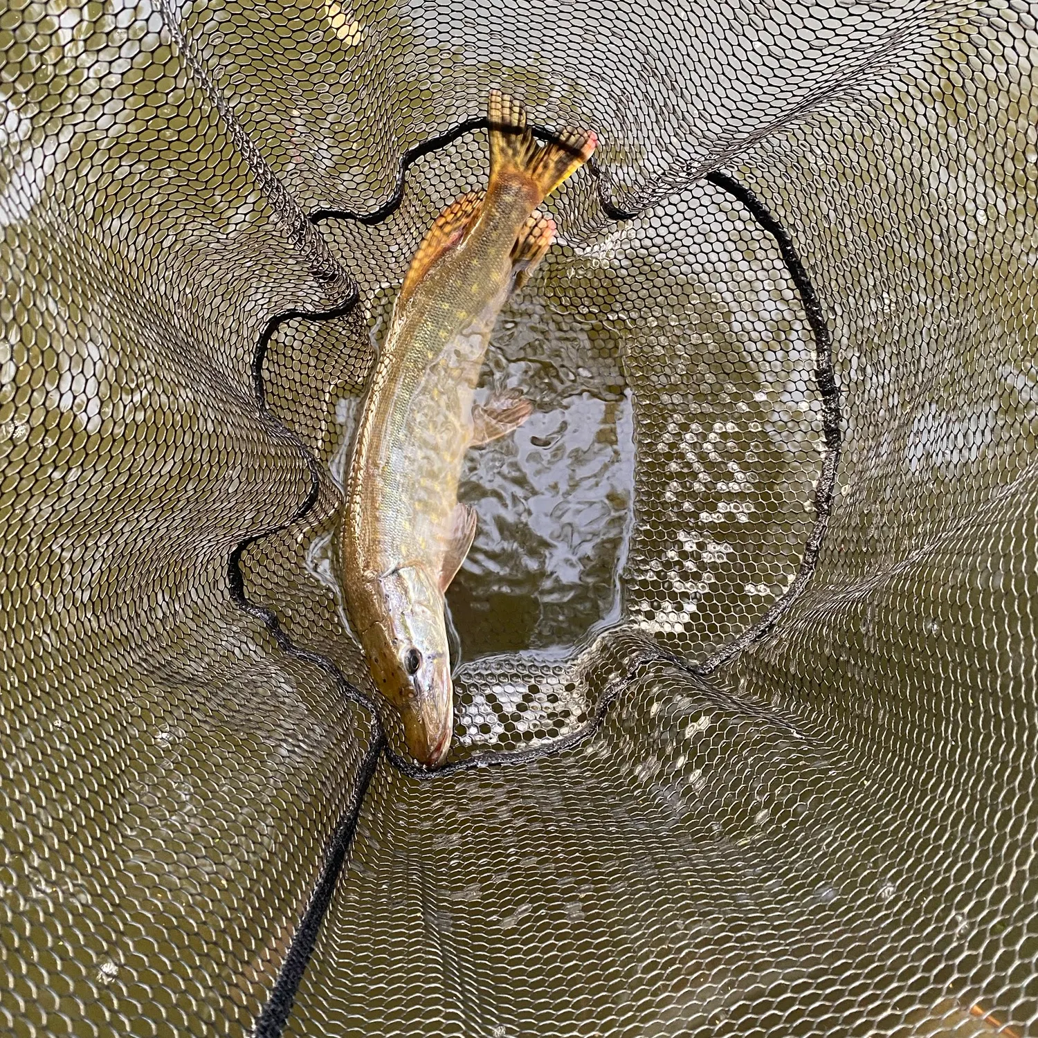 Northern pike caught on Fishbrain