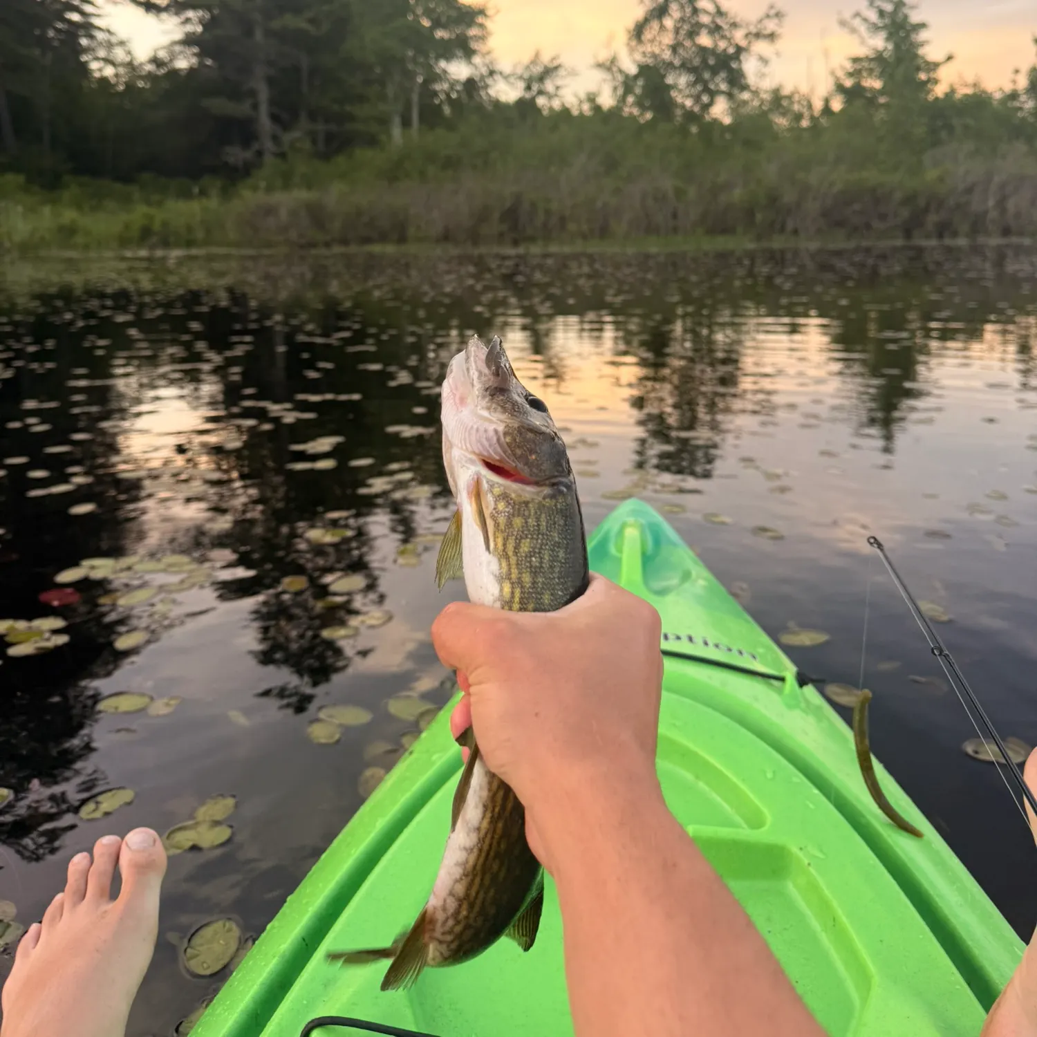 recently logged catches