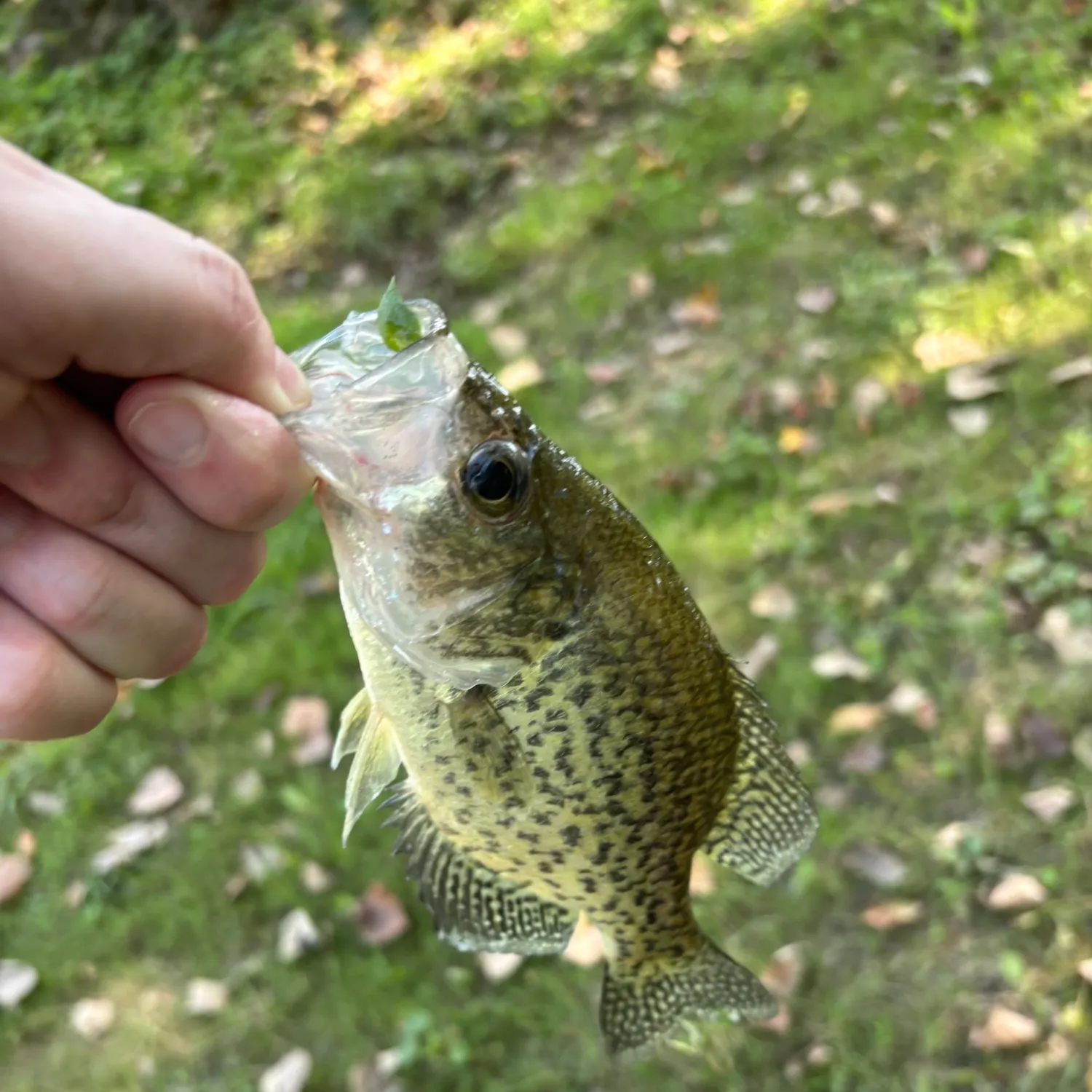 Black crappie caught on Fishbrain