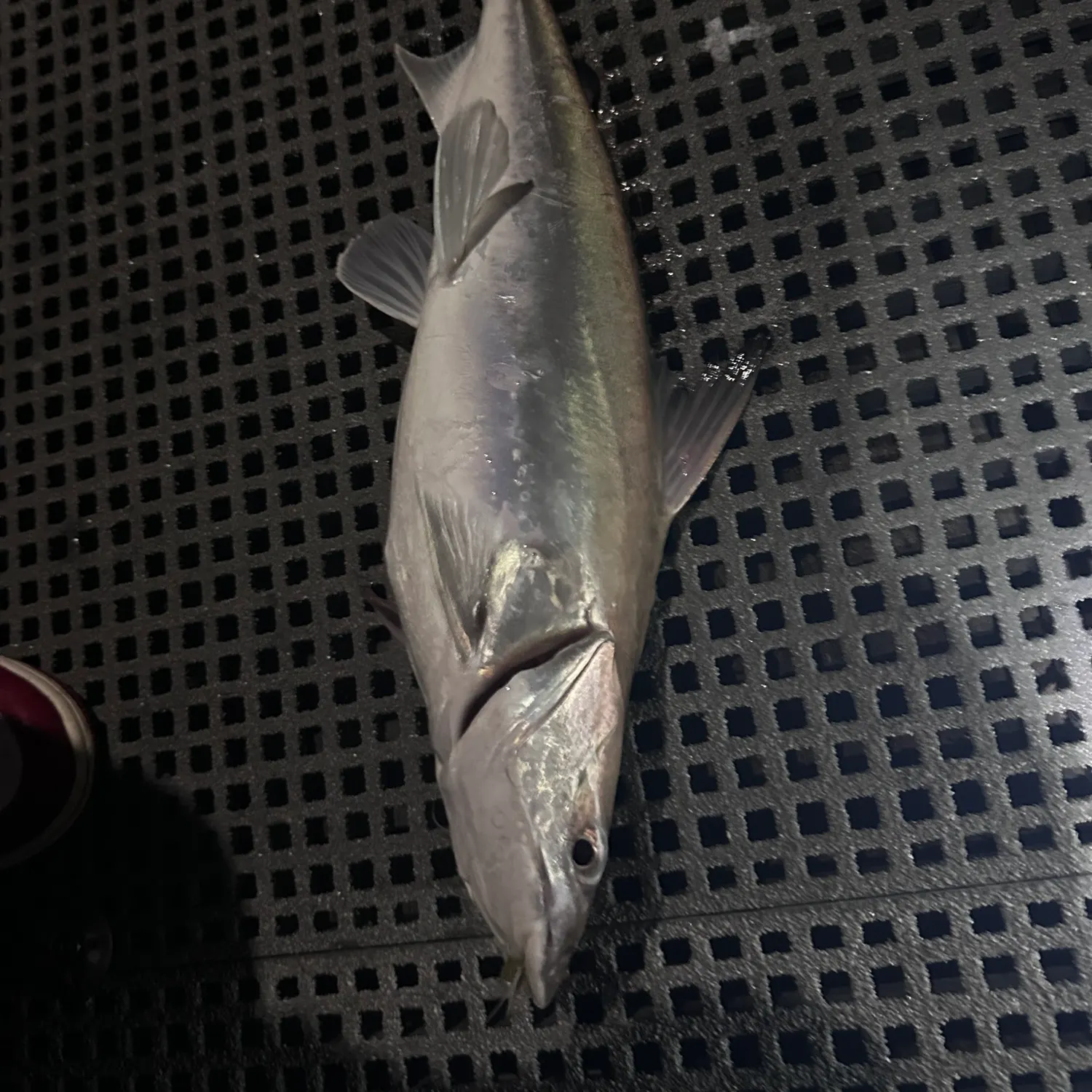 The most recent Giant sea catfish catches on Fishbrain