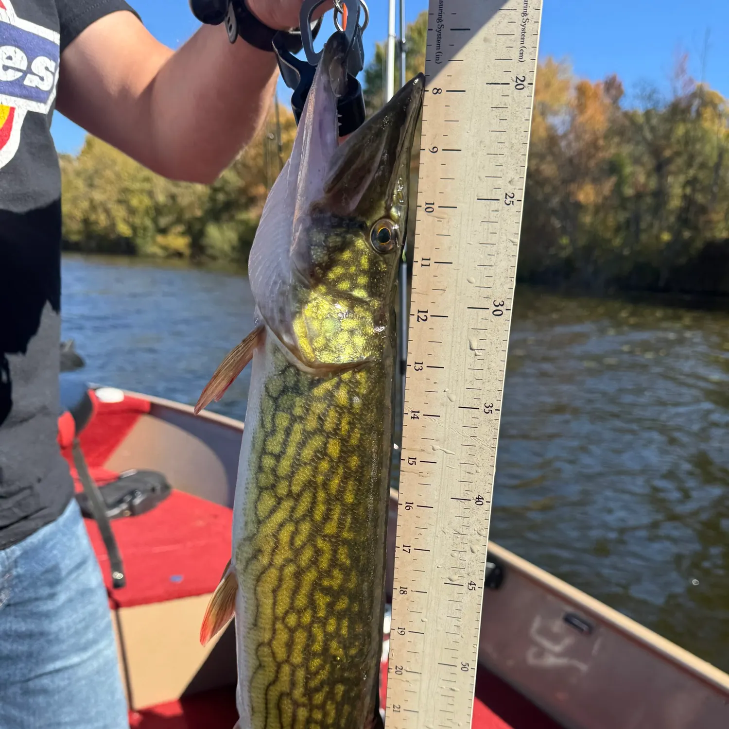 Chain pickerel caught on Fishbrain