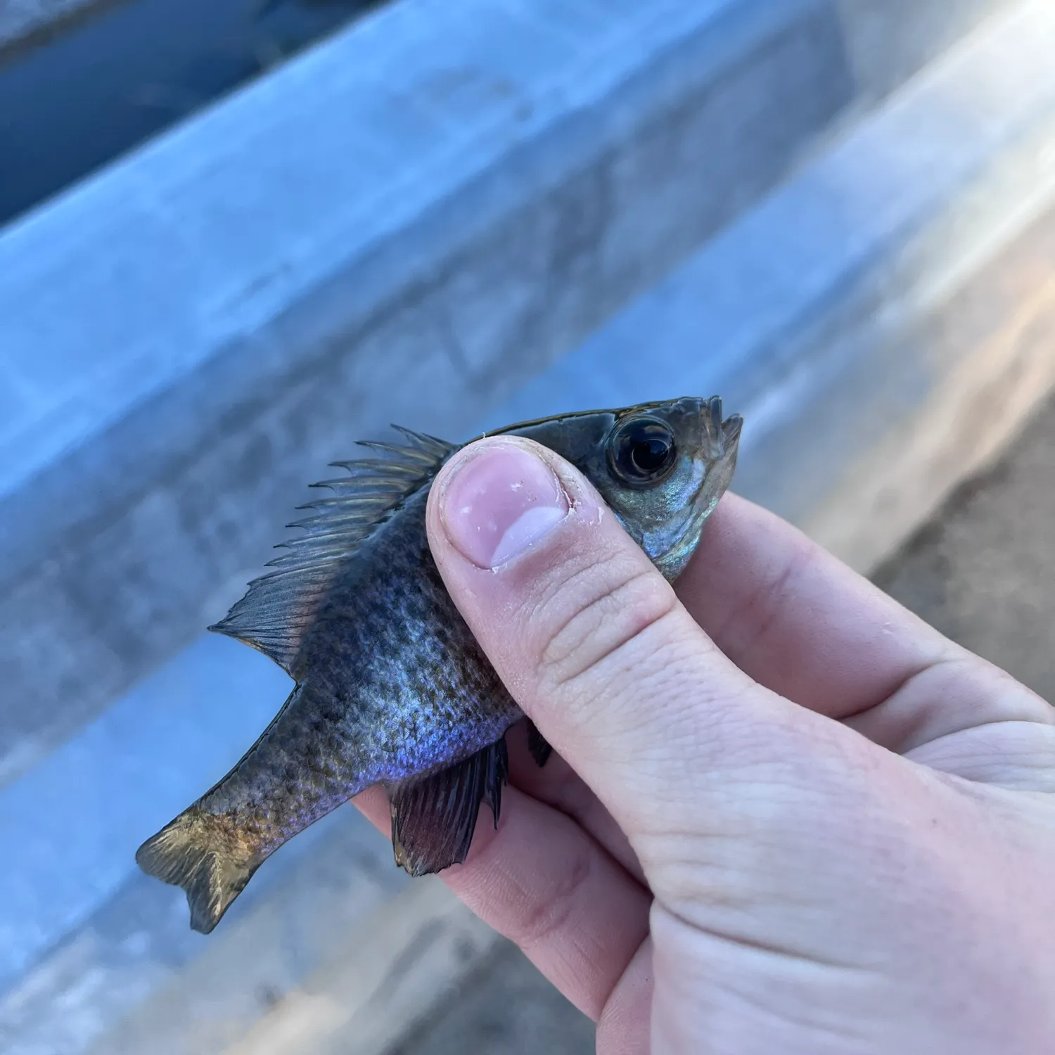 Bluegill caught on Fishbrain