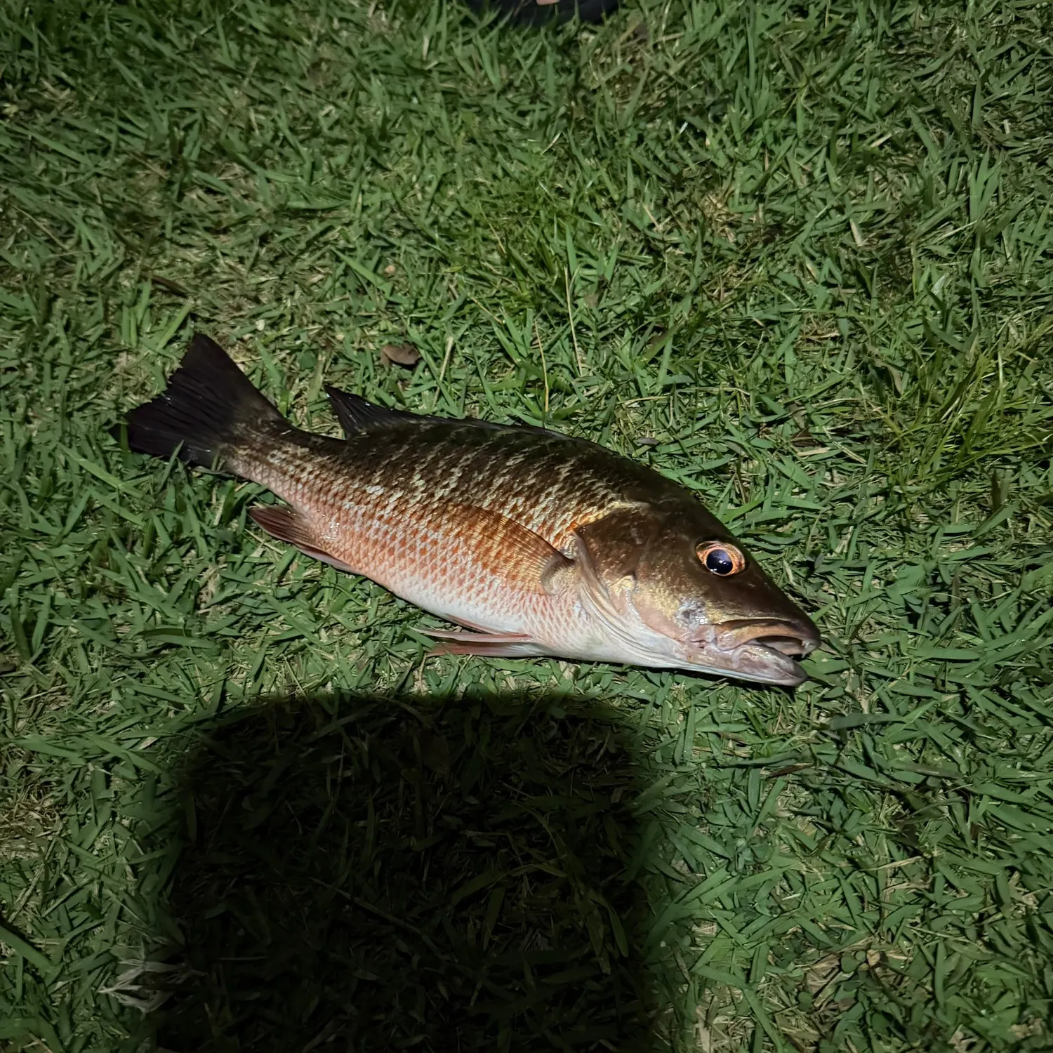 Mangrove snapper caught on Fishbrain