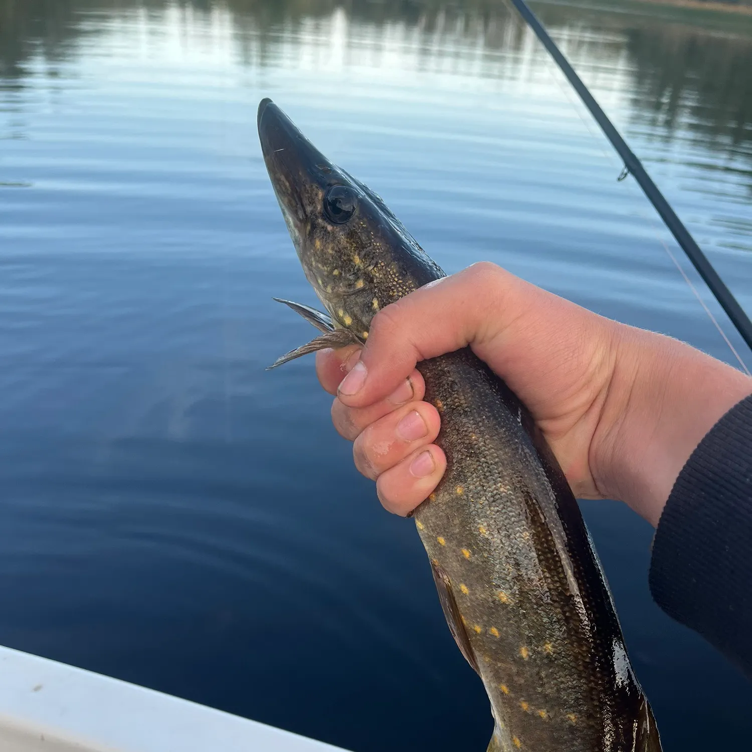 Northern pike caught on Fishbrain