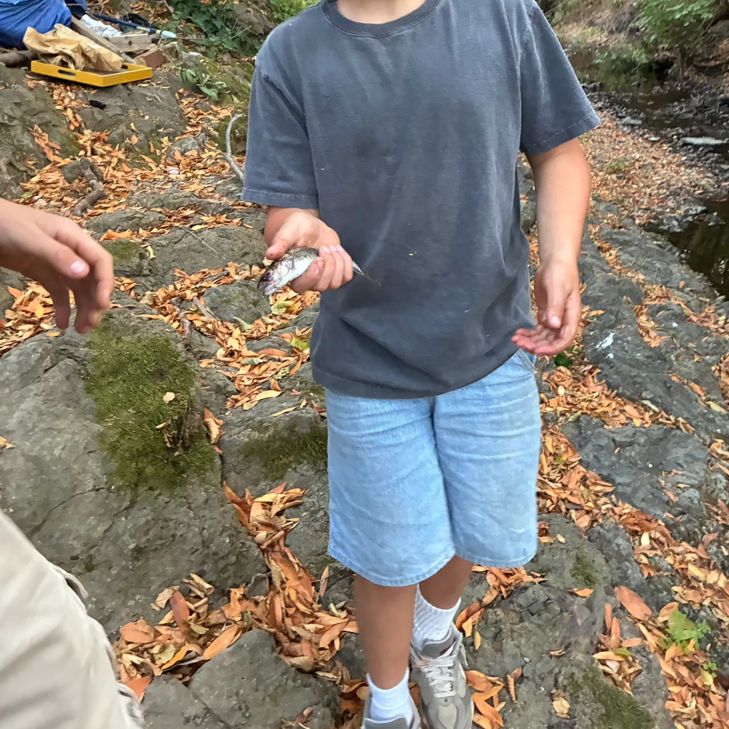 Rainbow trout caught on Fishbrain