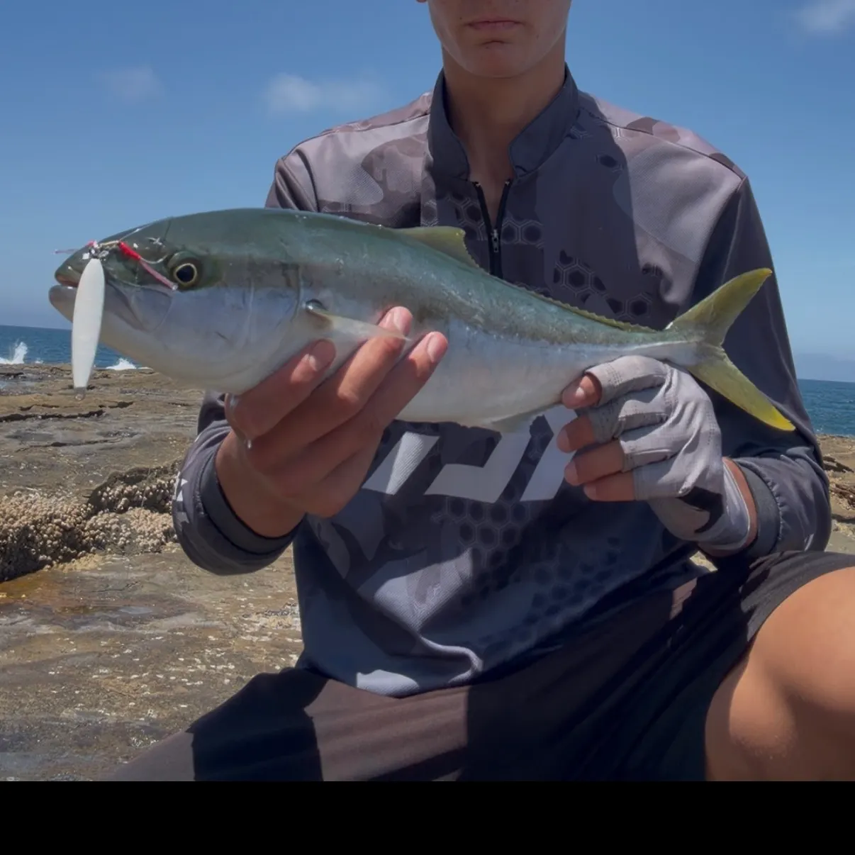 The most recent Southern yellowtail amberjack catches on Fishbrain