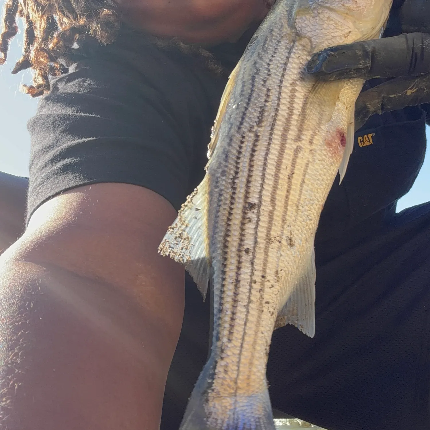 Striped bass caught on Fishbrain