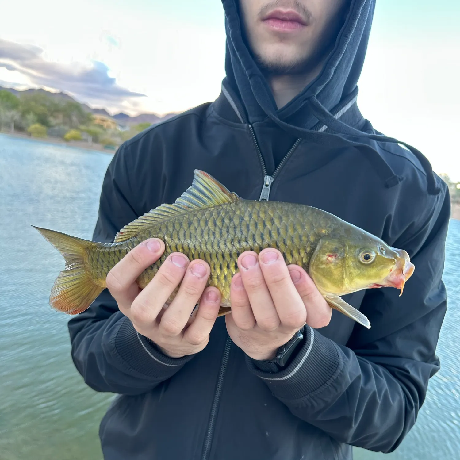Common carp caught on Fishbrain