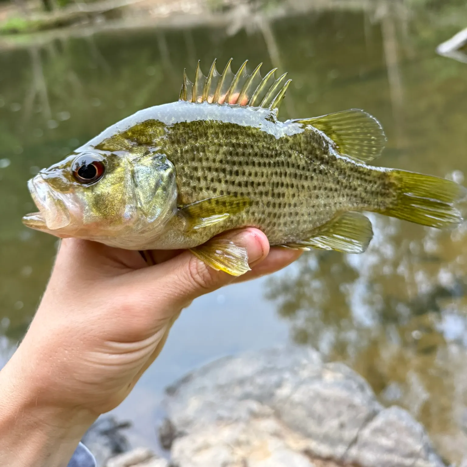 The most recent Roanoke bass catches on Fishbrain