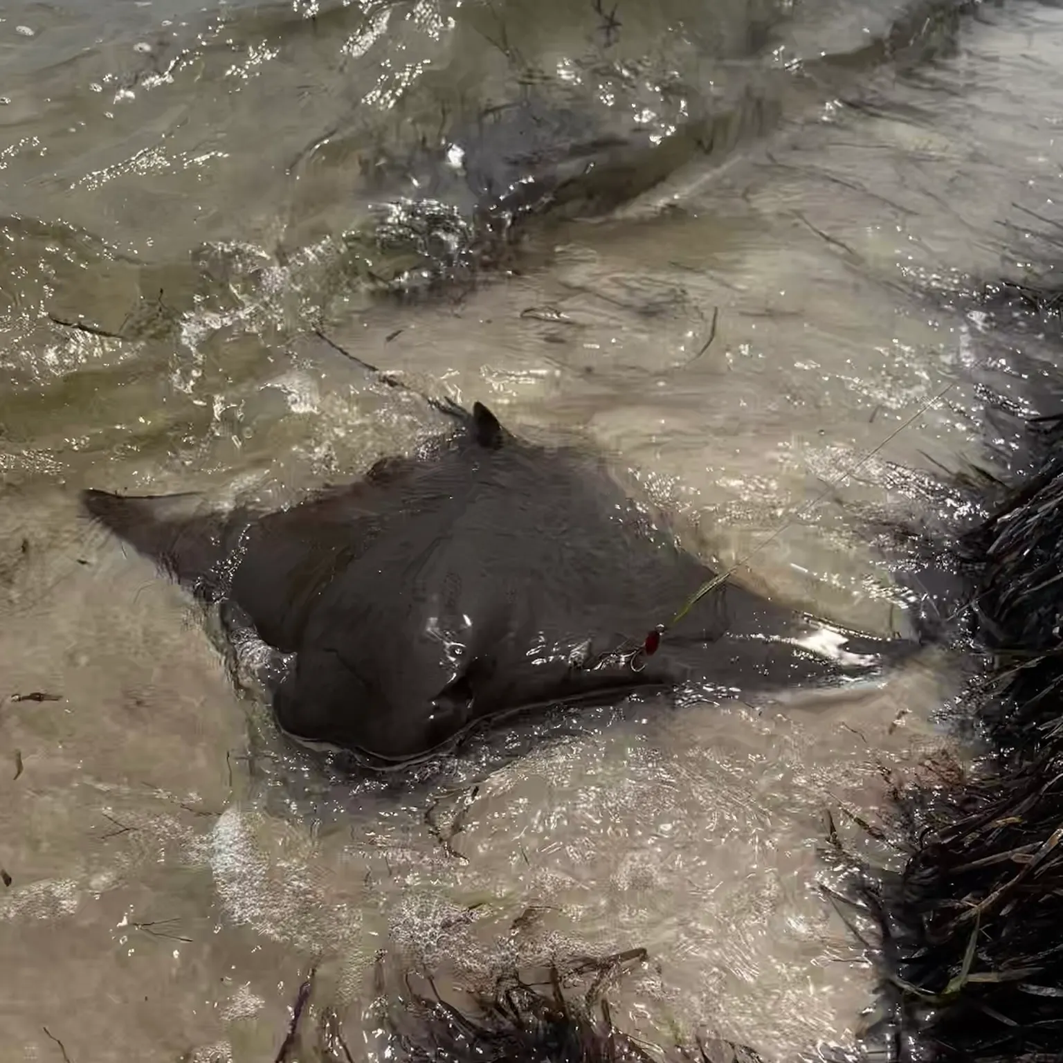 The most recent Reef manta ray catches on Fishbrain