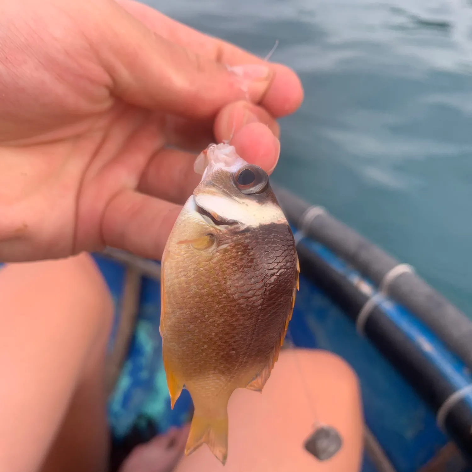 The most recent Whitecheek monocle bream catches on Fishbrain