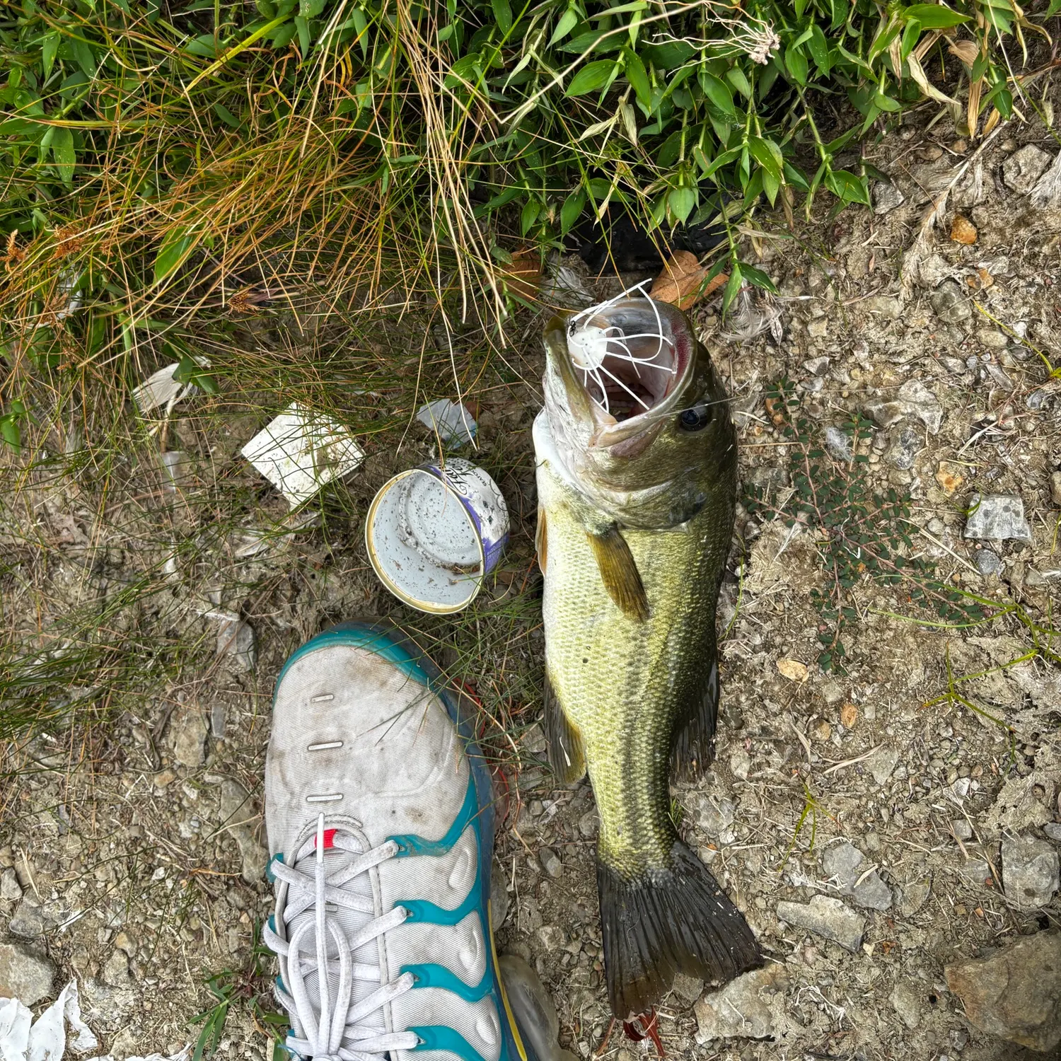 Fish caught on Fishbrain