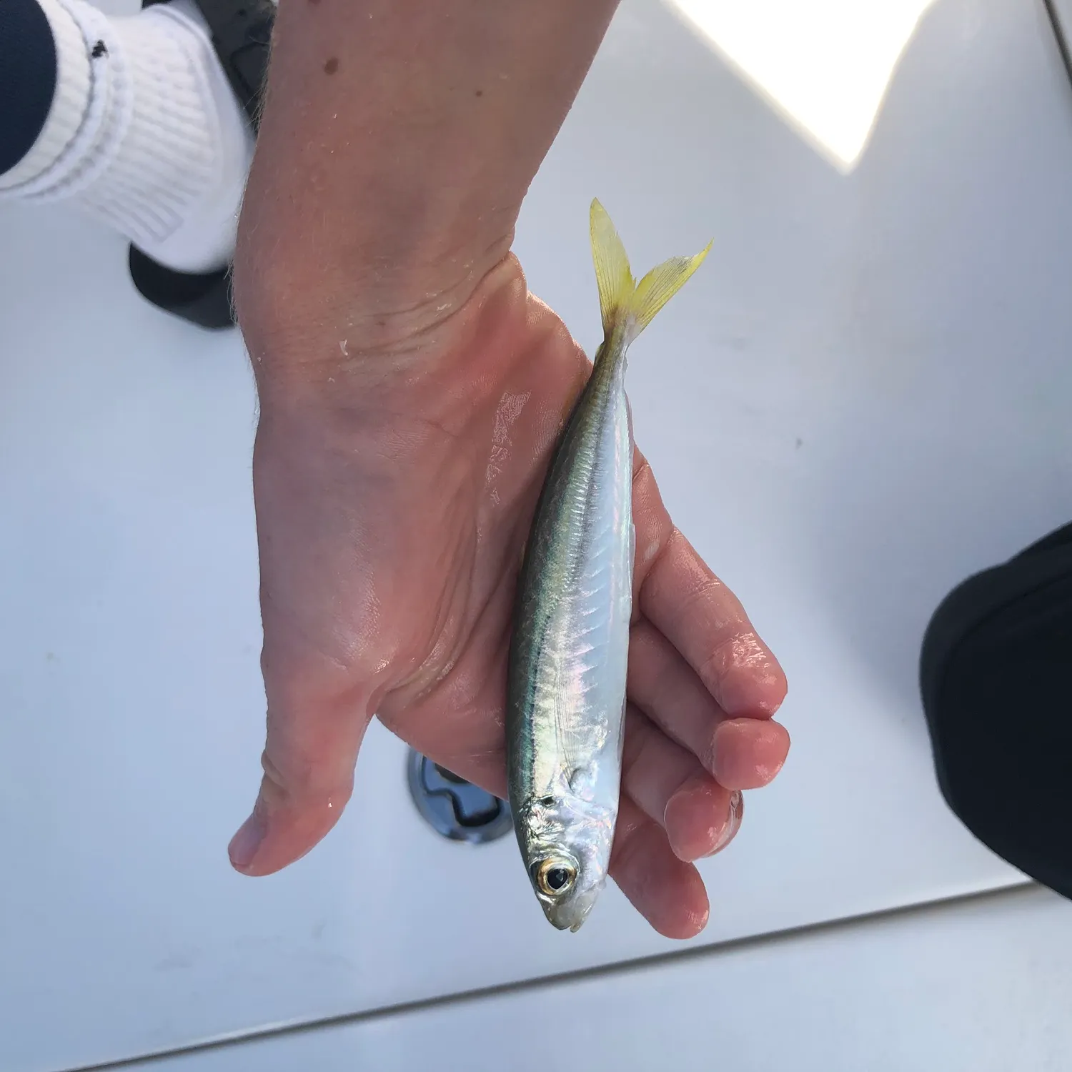 The most recent Round Scad catches on Fishbrain