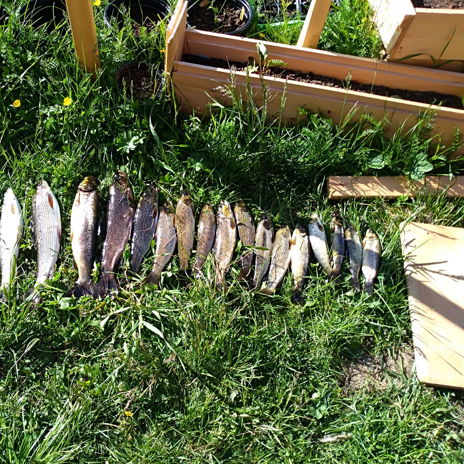 recently logged catches