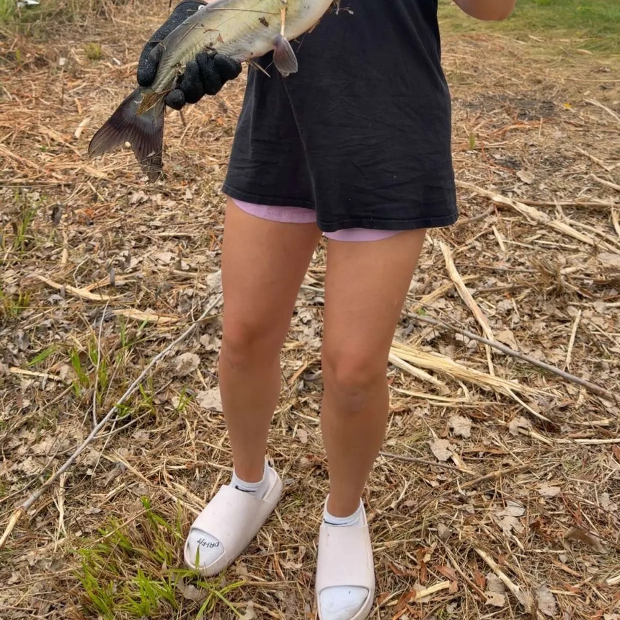 Channel catfish caught on Fishbrain