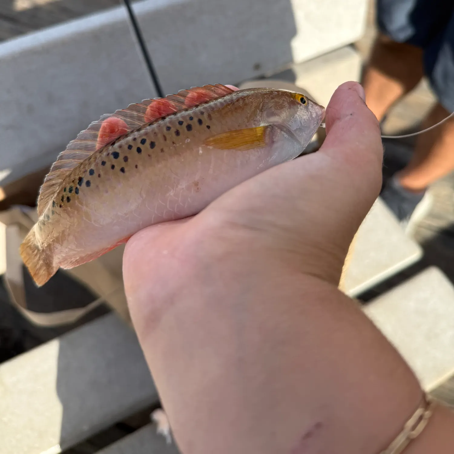 The most recent Rock wrasse catches on Fishbrain