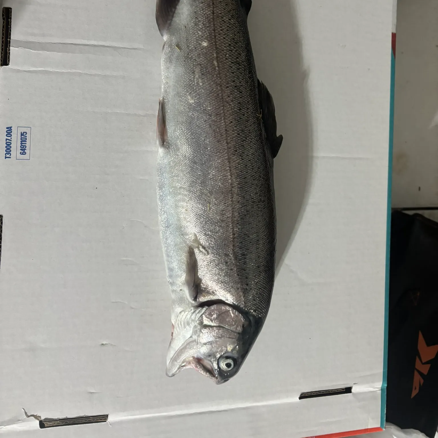 The most recent Rainbow trout catches on Fishbrain