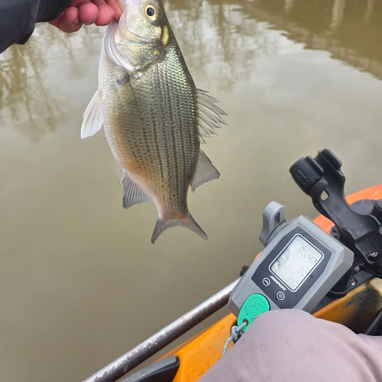 The most recent White bass catches on Fishbrain