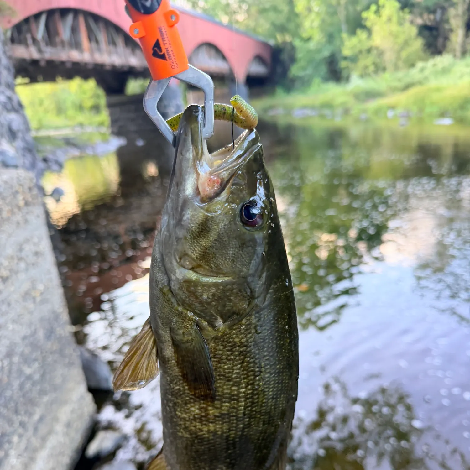 Smallmouth bass caught on Fishbrain