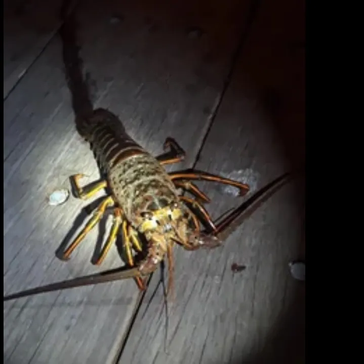 The most recent California spiny lobster catches on Fishbrain