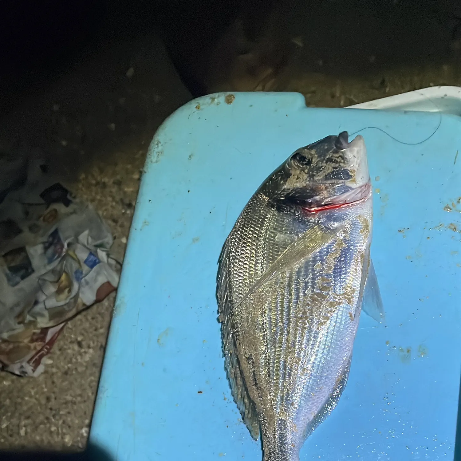 The most recent Goldlined seabream catches on Fishbrain
