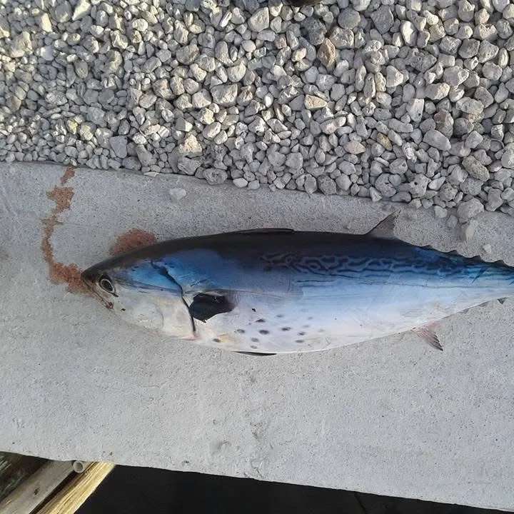 The most recent Little tunny catches on Fishbrain