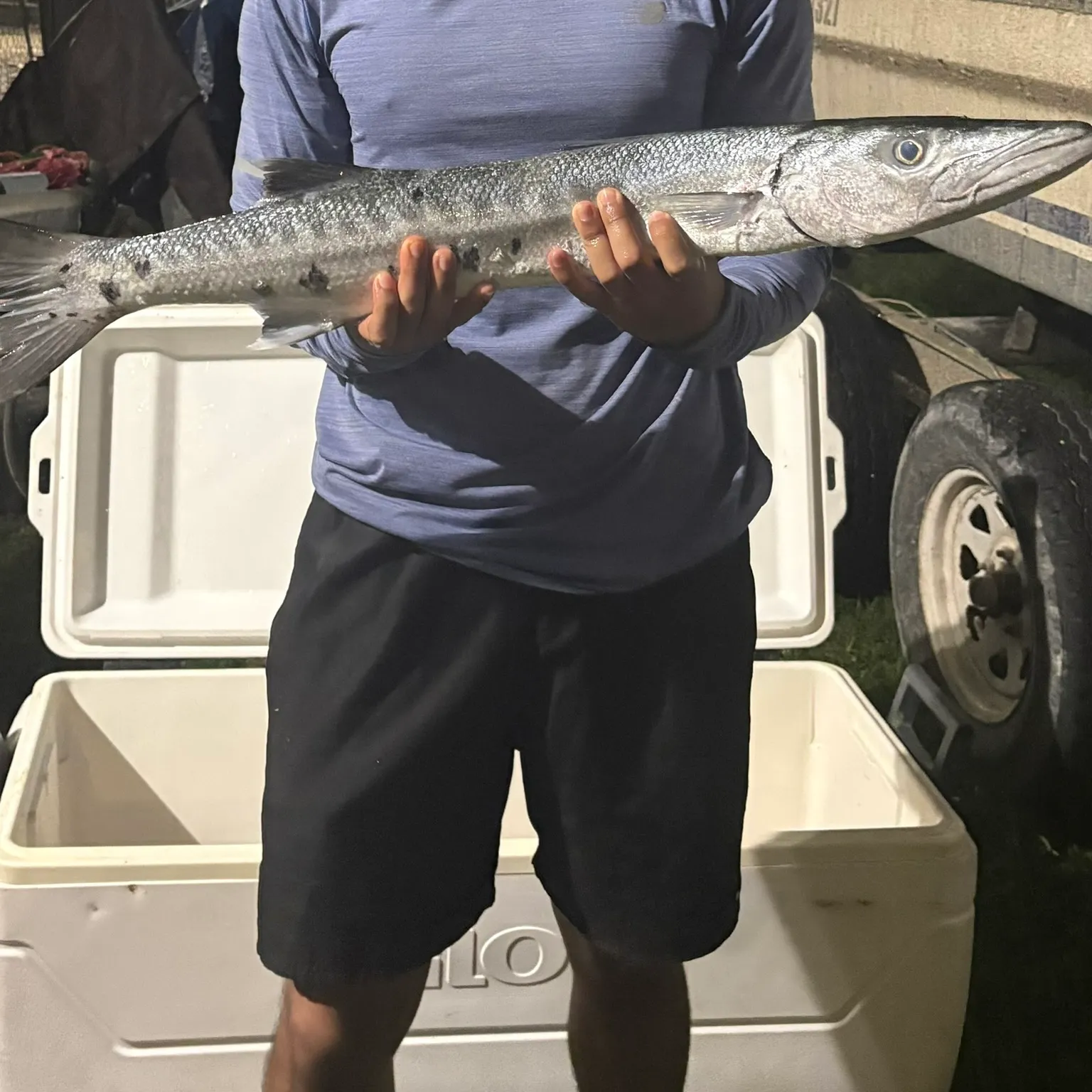 The most recent Great barracuda catches on Fishbrain