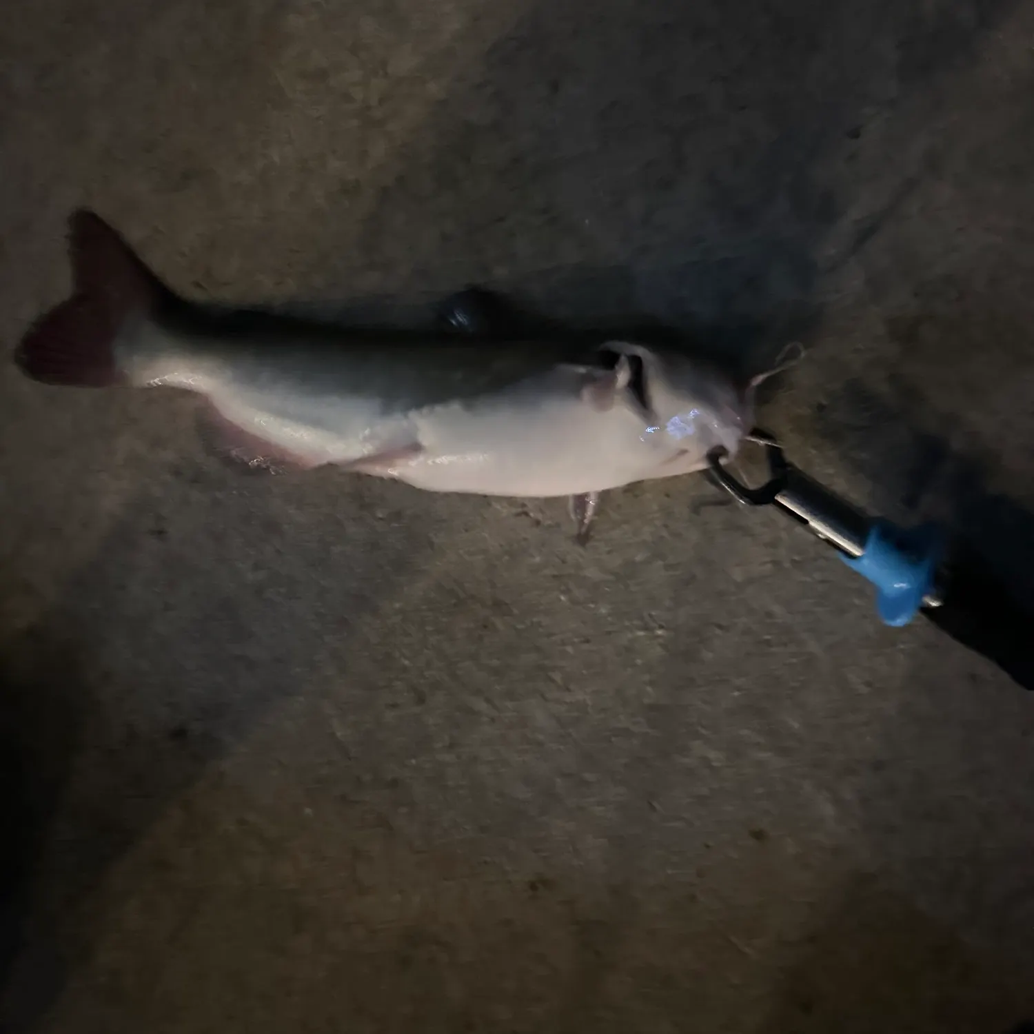 Channel catfish caught on Fishbrain