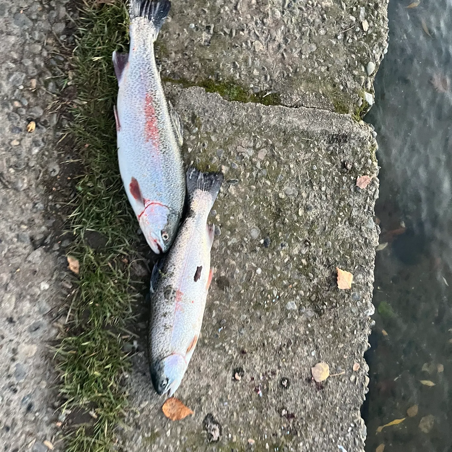 recently logged catches