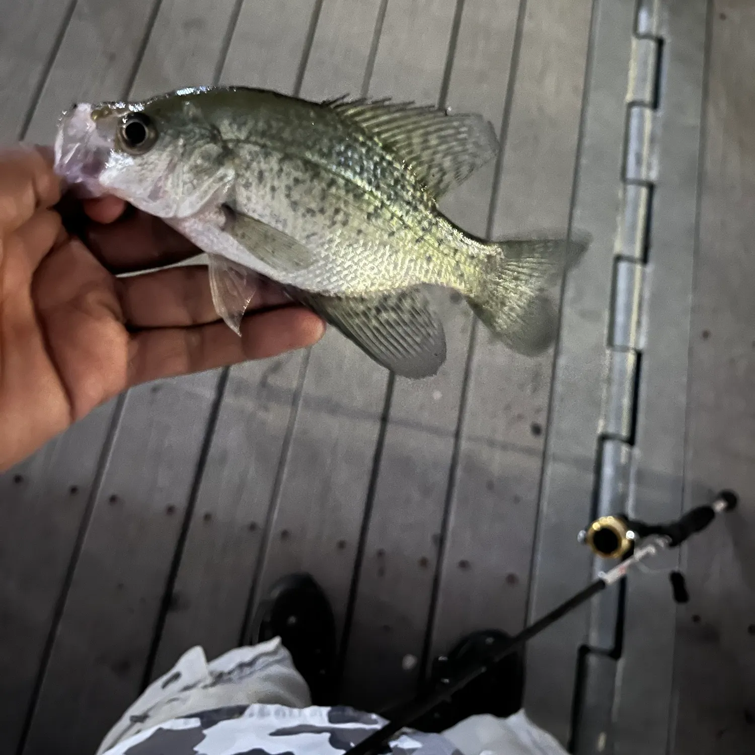 White crappie caught on Fishbrain