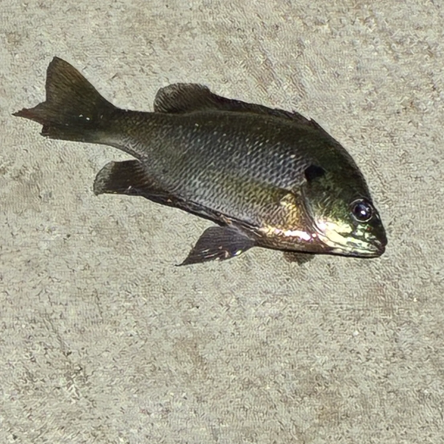 Bluegill caught on Fishbrain