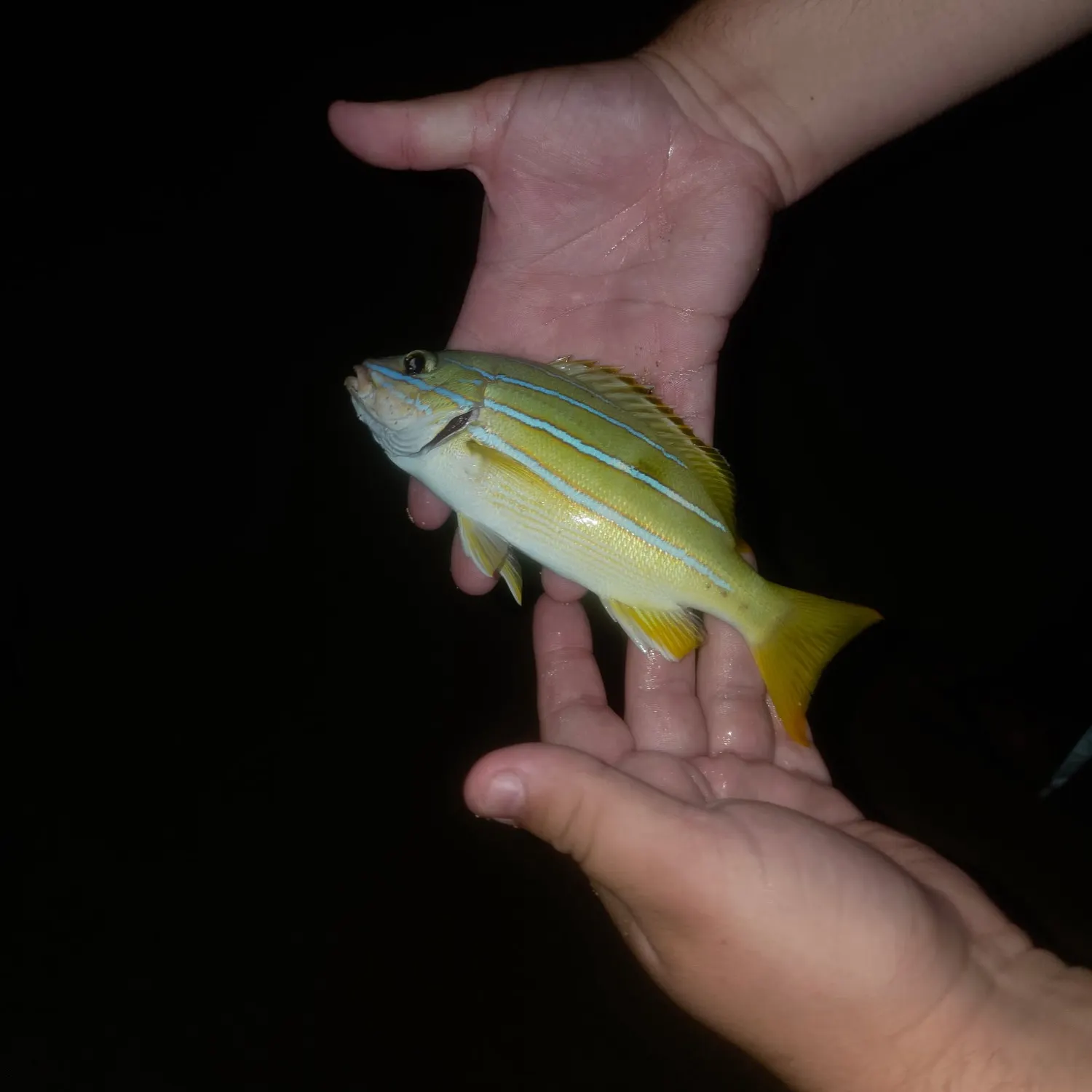 Bluestriped grunt caught on Fishbrain