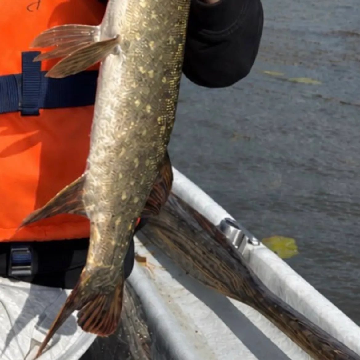 Northern pike caught on Fishbrain