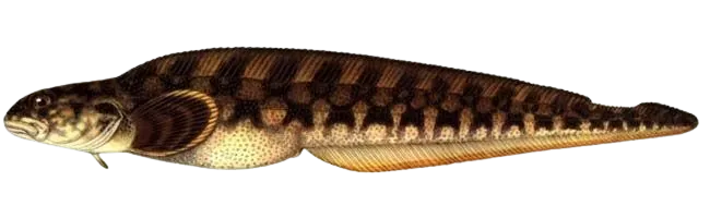 European eelpout