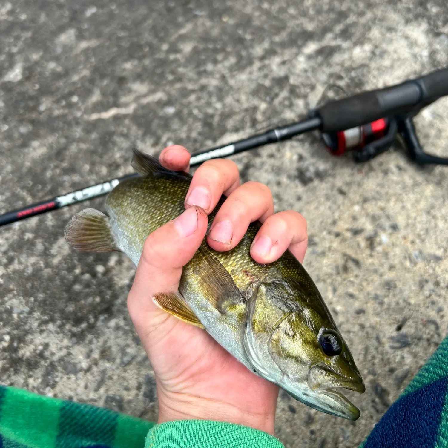 Smallmouth bass caught on Fishbrain