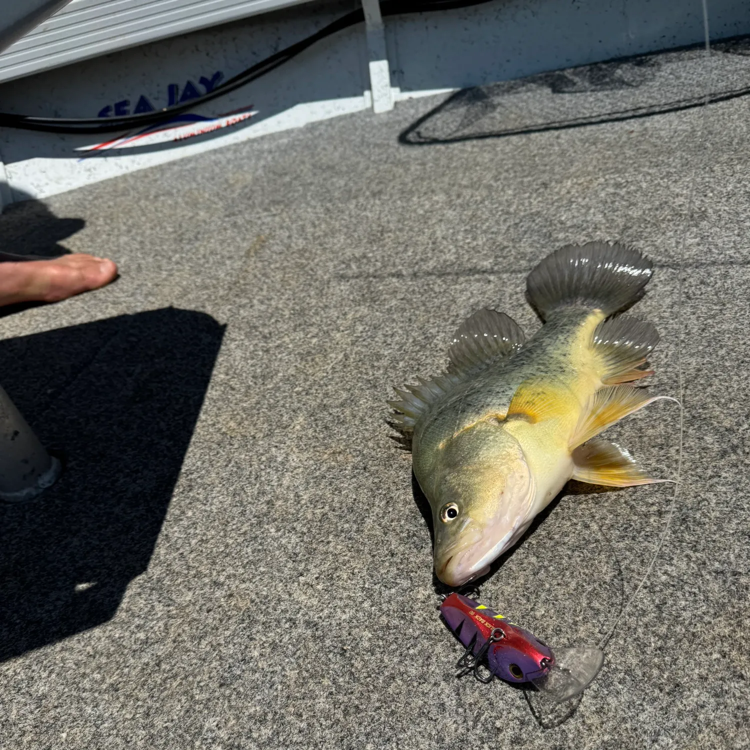 The most recent Golden perch catches on Fishbrain