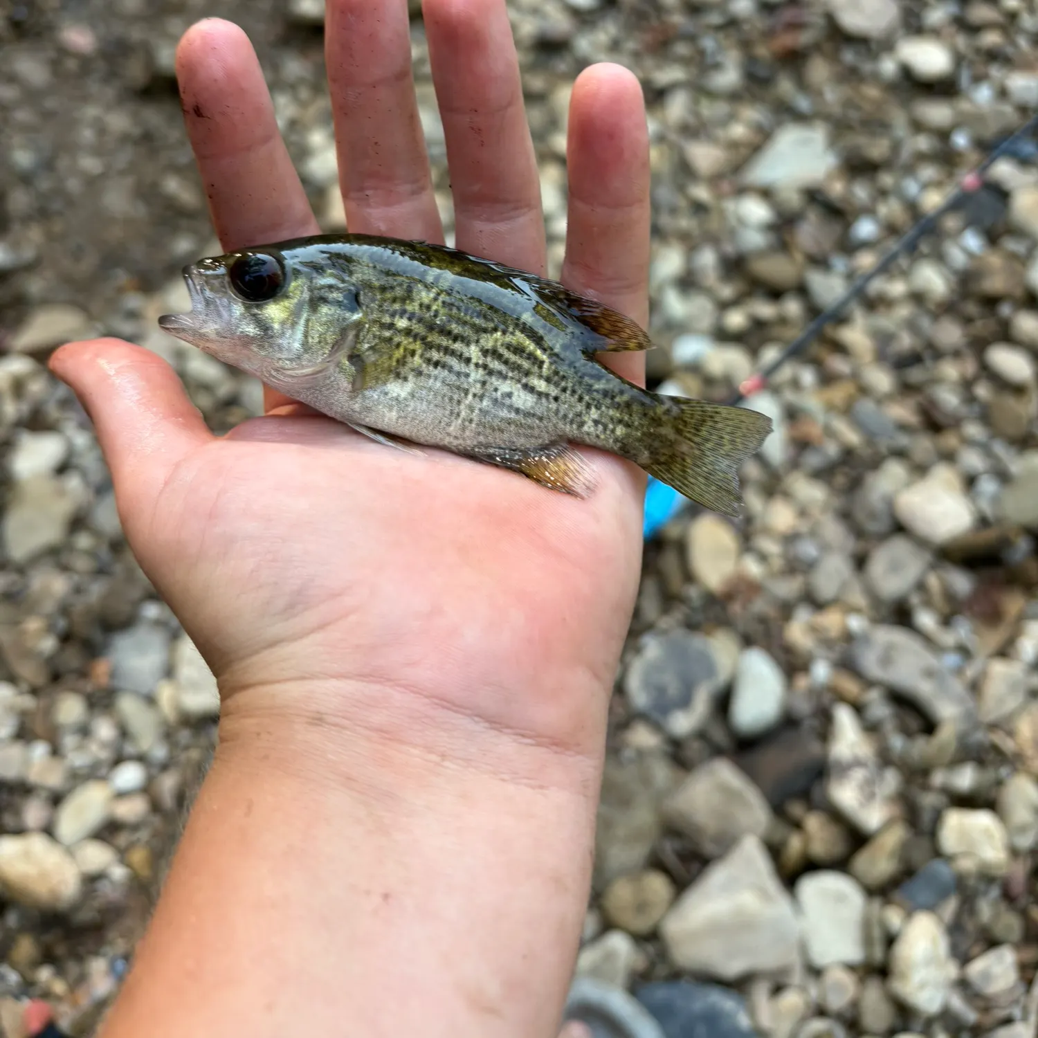Spotted bass caught on Fishbrain