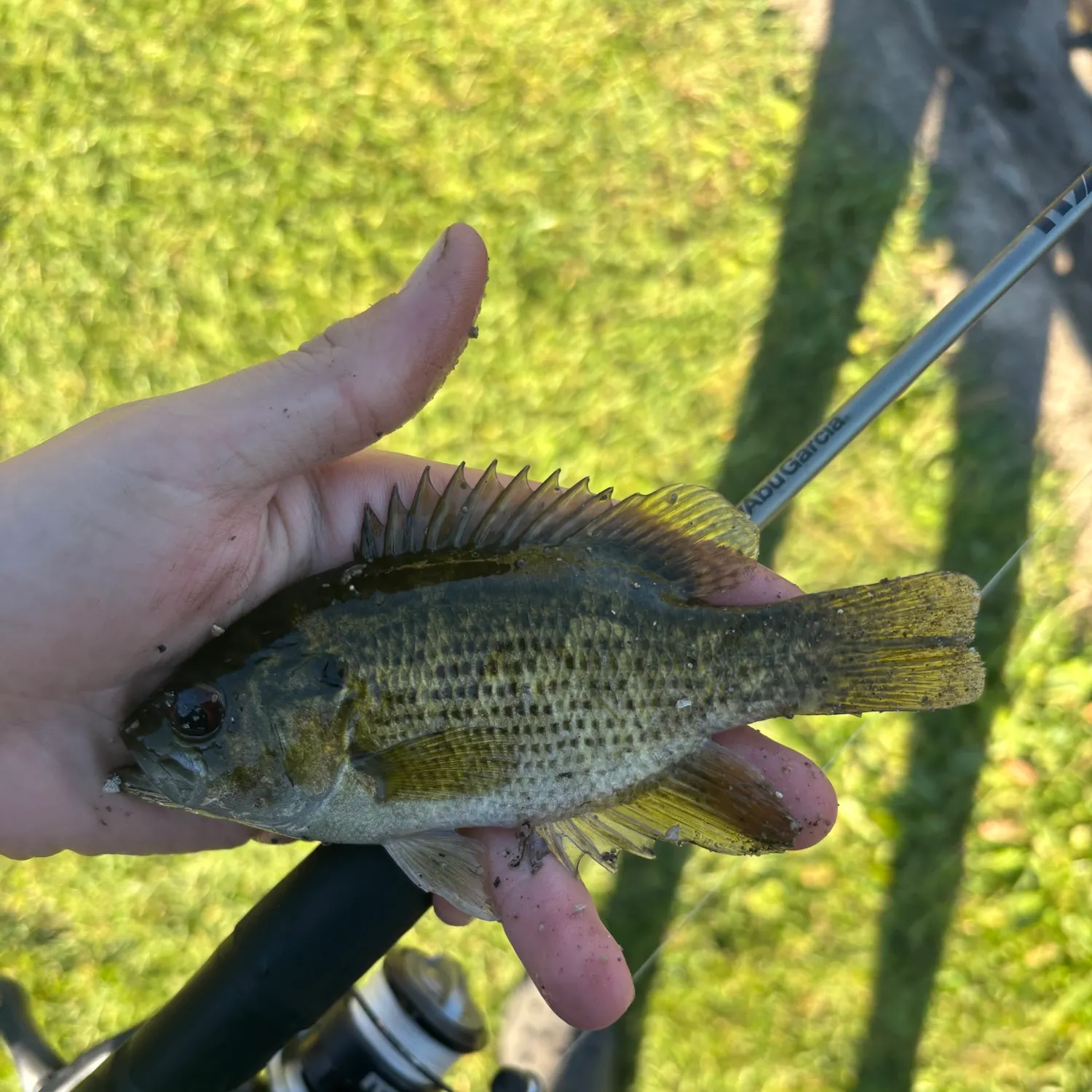 Rock bass caught on Fishbrain