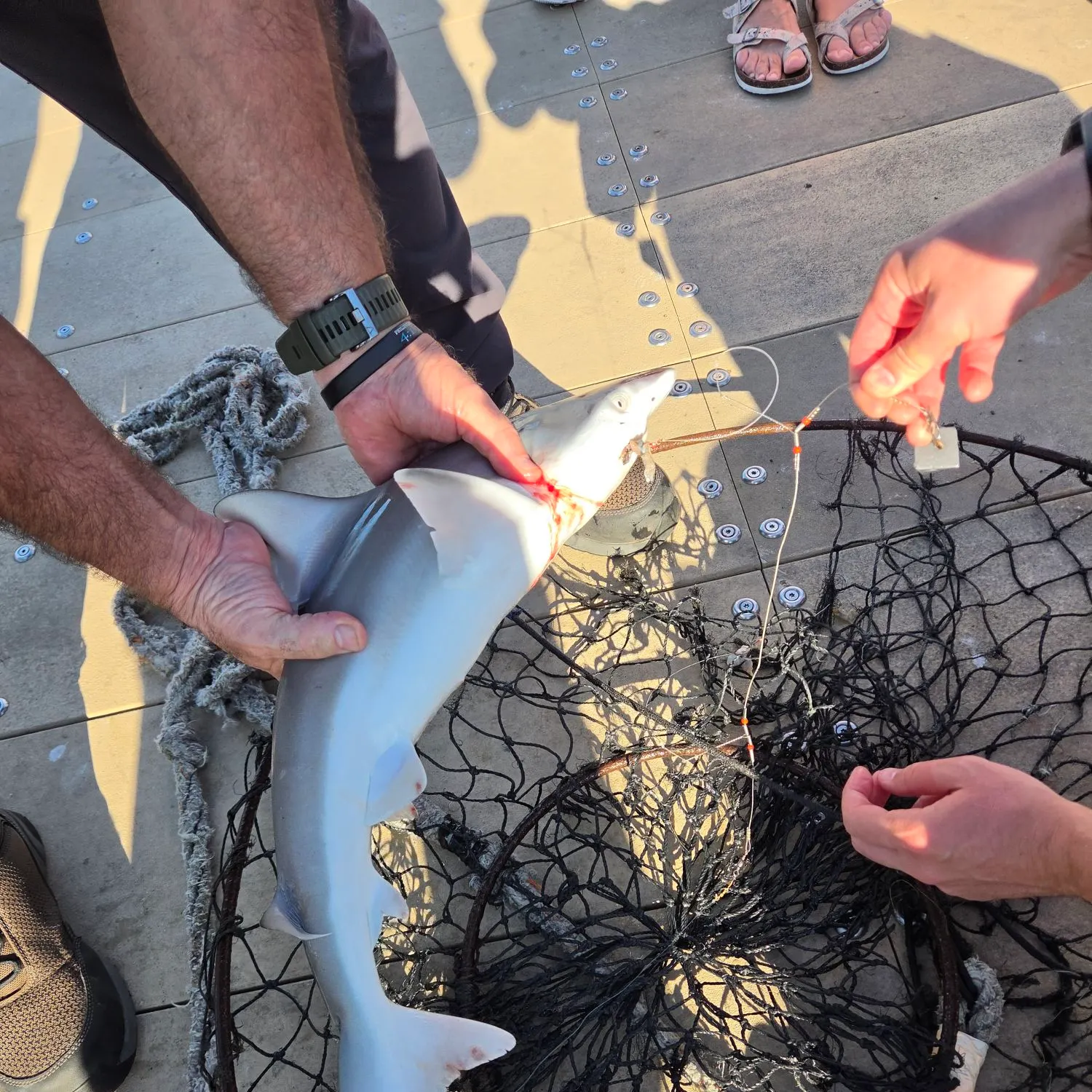 Atlantic sharpnose shark caught on Fishbrain