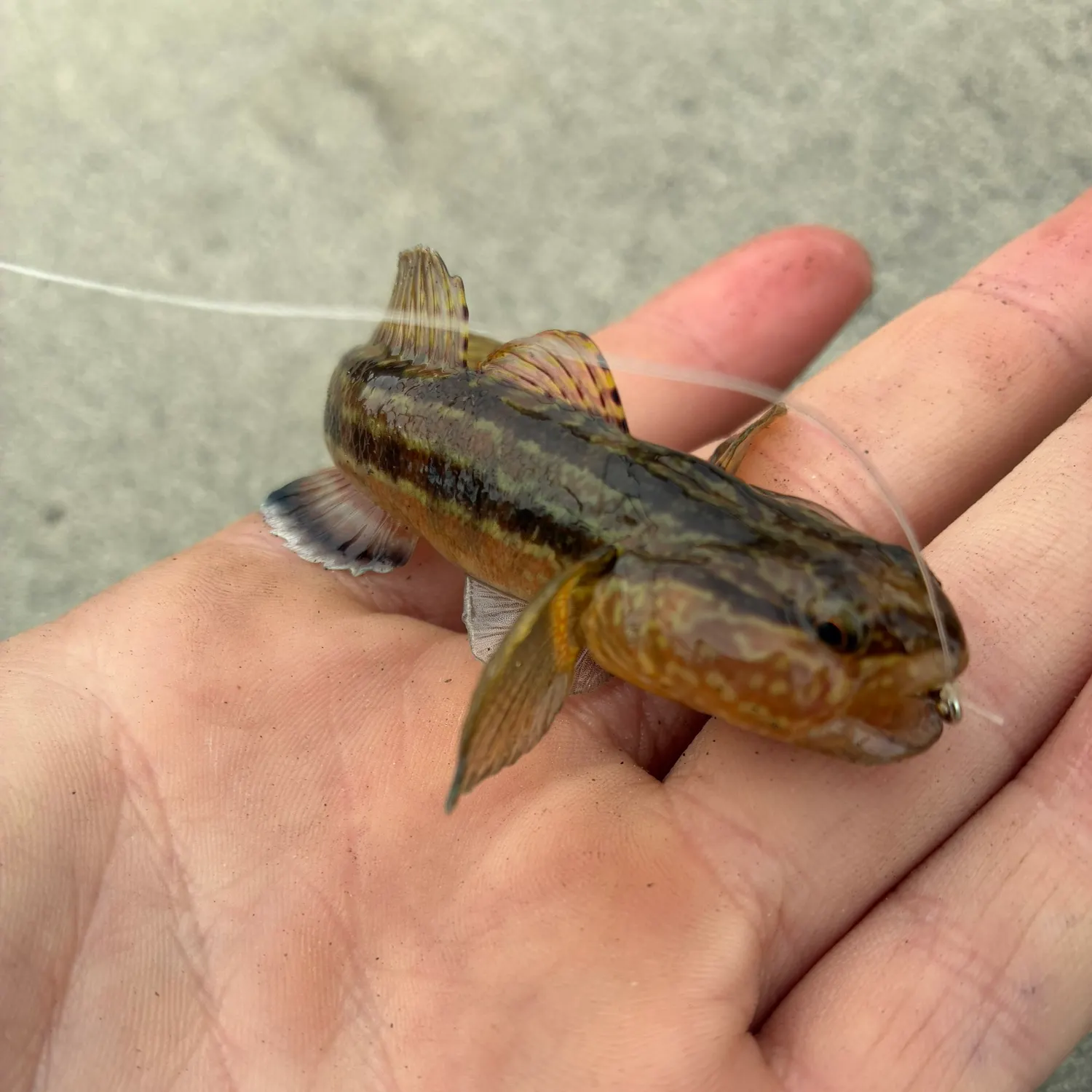 Round goby caught on Fishbrain