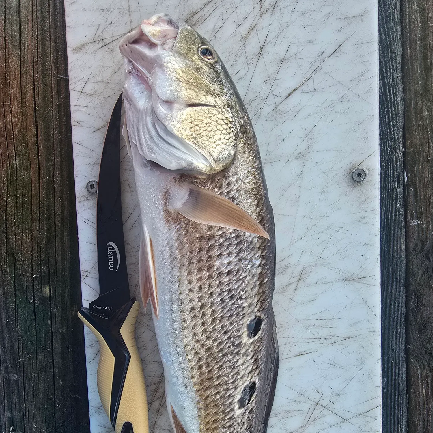 Red drum caught on Fishbrain