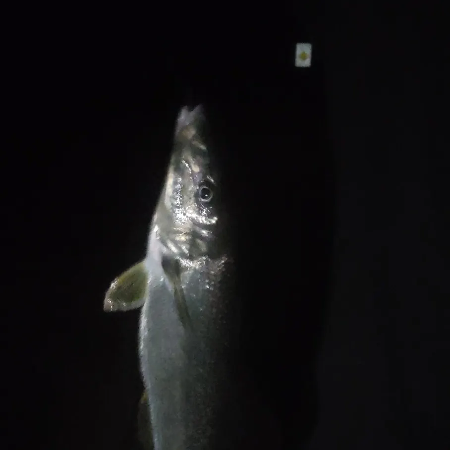King George whiting caught on Fishbrain