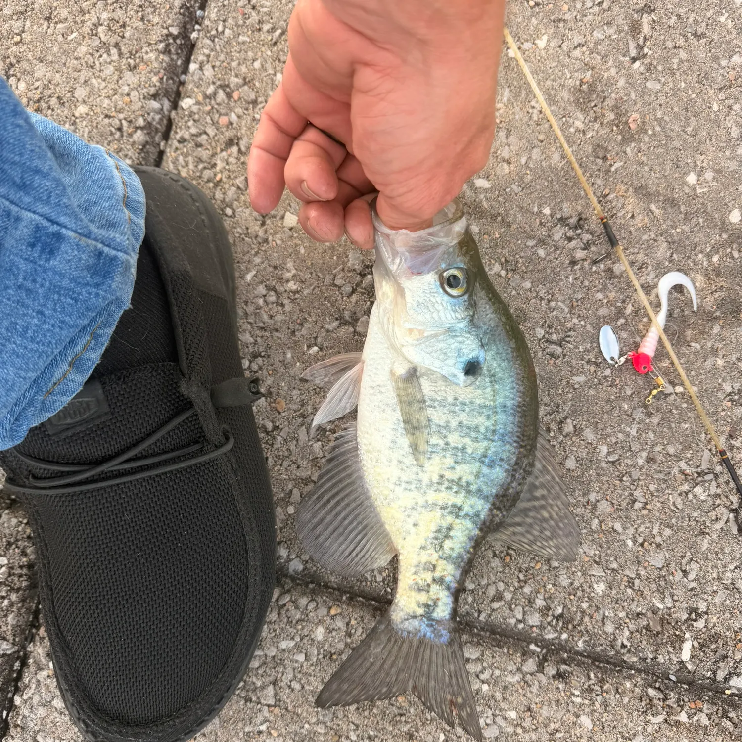 Black crappie caught on Fishbrain