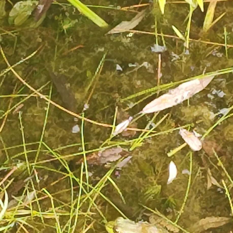 Green frog caught on Fishbrain