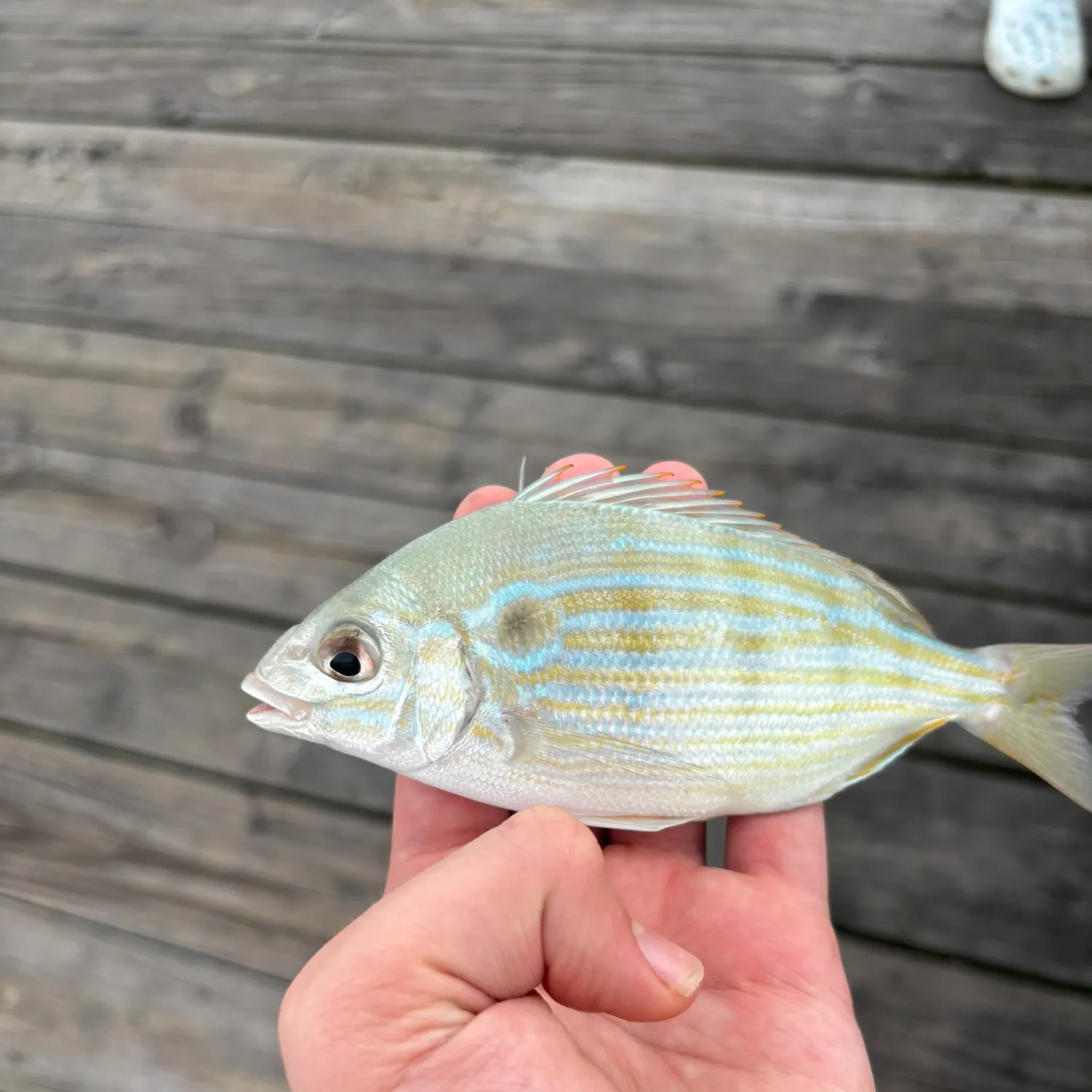 The most recent Pinfish catches on Fishbrain