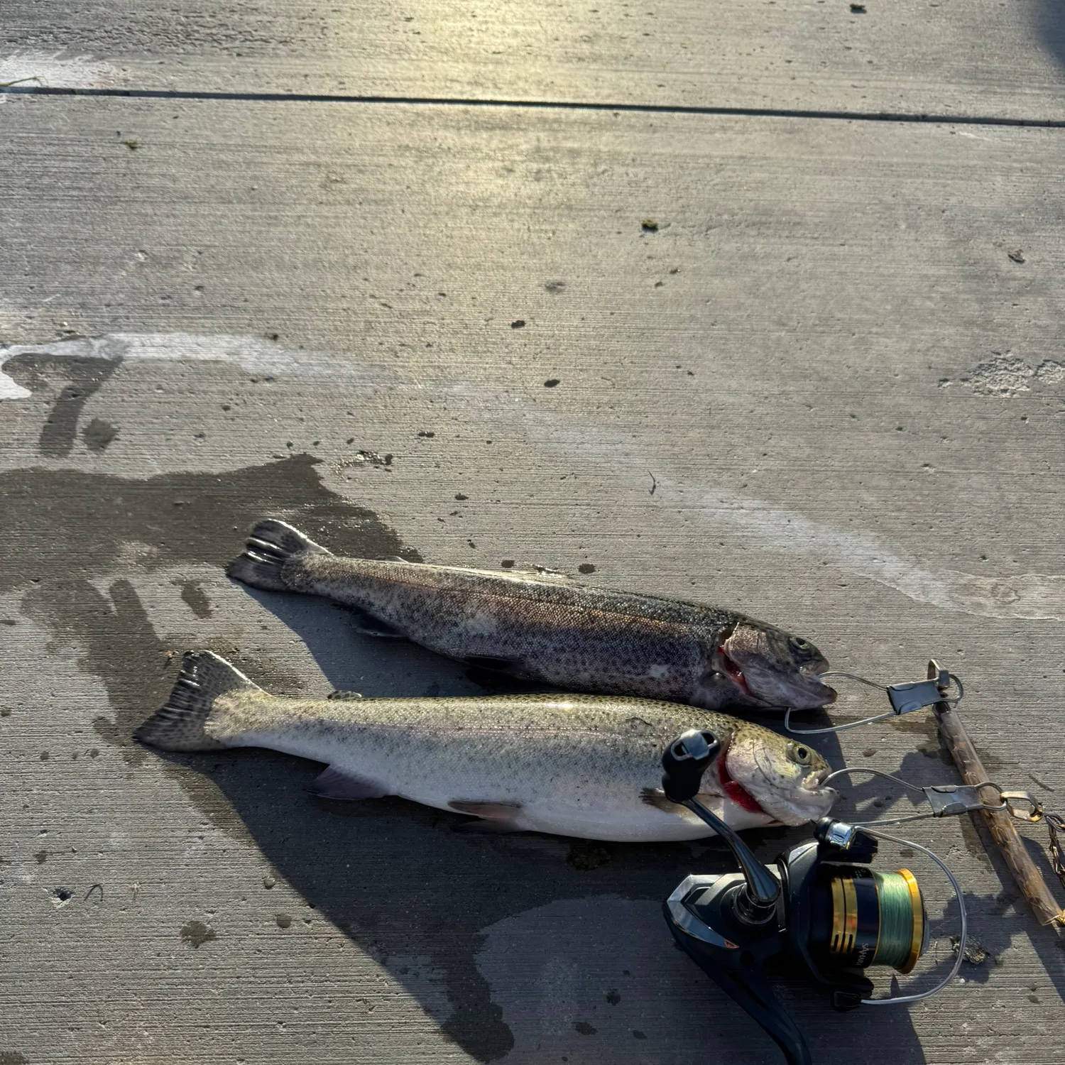 recently logged catches