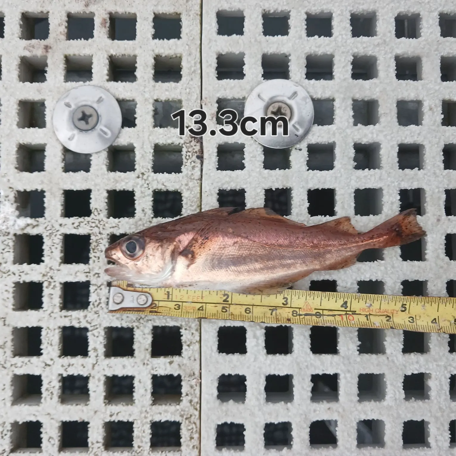 The most recent Poor cod catches on Fishbrain
