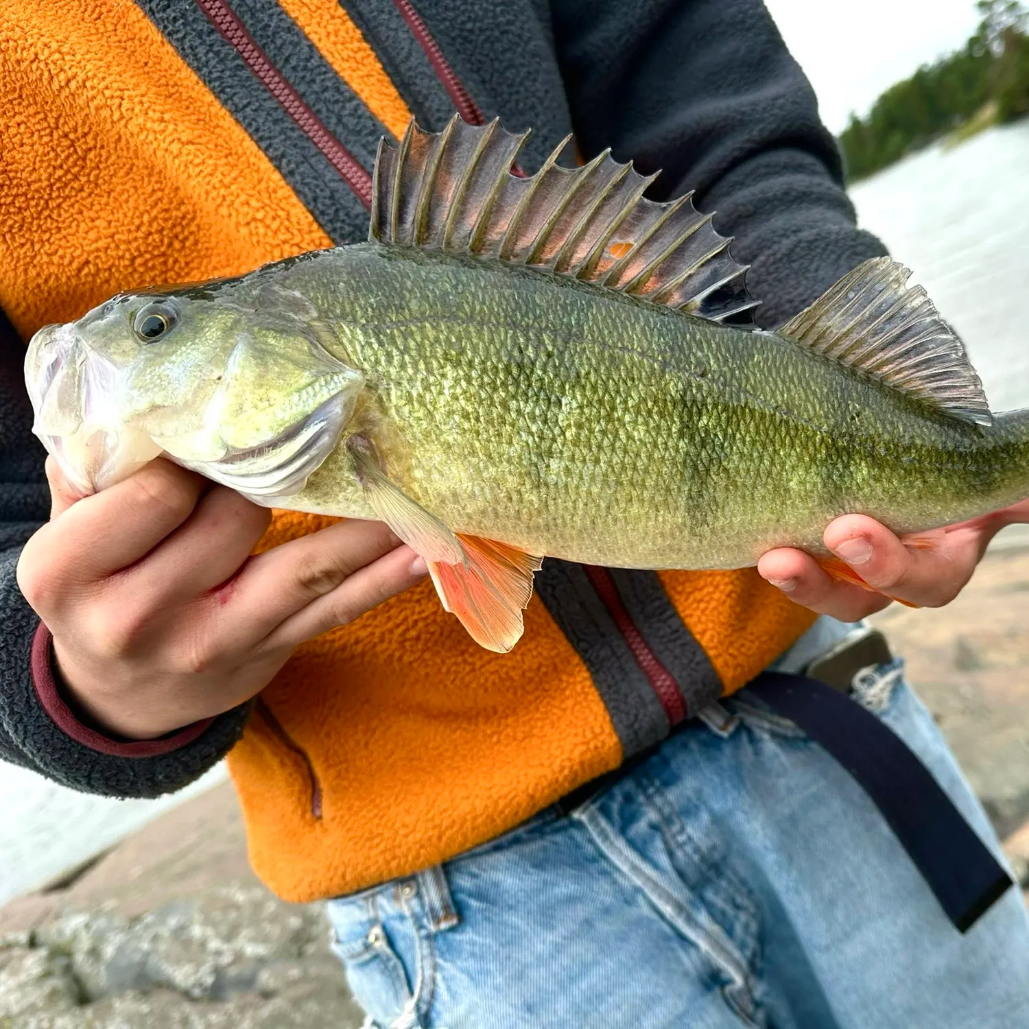 European perch caught on Fishbrain