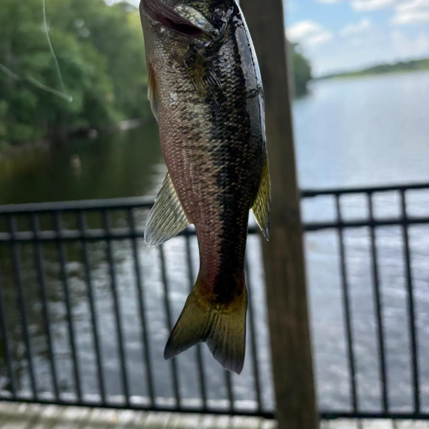 Spotted bass caught on Fishbrain